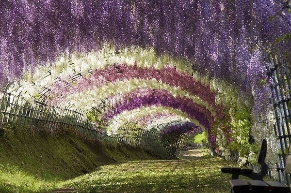 mùa hoa tử đằng Nhật bản